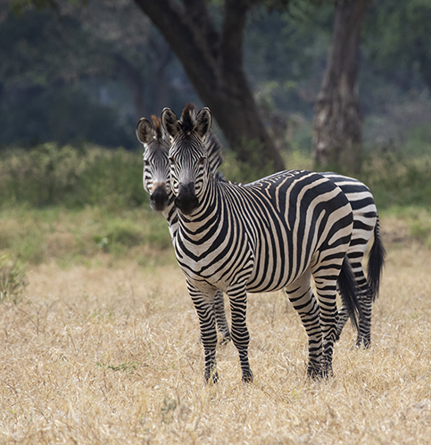 zebra